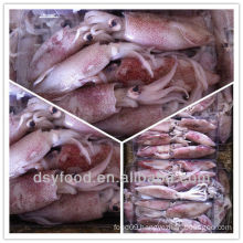 frozen chinese loligo squid